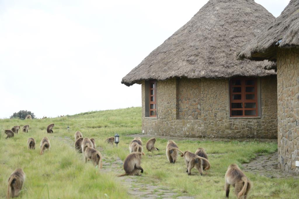 Besuch auf der Simien Lodge