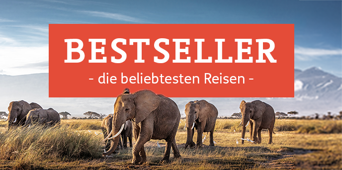 Im Zuge einer Bestseller Reise werden Elefanten in freier Wildbahn beobachtet